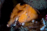 「クチバシカジカ(Grunt Sculpin)」のサムネイル画像