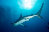 「カマストガリザメ(Blacktip shark)」のサムネイル画像