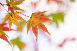 「無題」のサムネイル画像