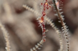 「ニシキフウライウオ(Ghost pipe fish)」のサムネイル画像