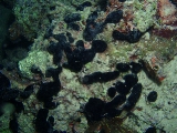 「謎生物」のサムネイル画像