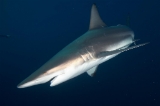 「カマストガリザメ(Blacktip shark)」のサムネイル画像