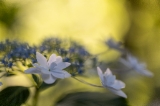 「ガクアジサイ(額紫陽花)」のサムネイル画像