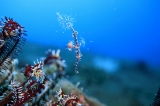 「ニシキフウライウオ(Ghost pipe fish)」のサムネイル画像