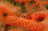 「セボシウミタケハゼ(Common ghost goby)」のサムネイル画像