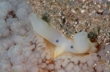 「ヒトエガイ」のサムネイル画像