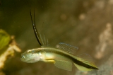 「black-spear shrimpgoby(ブラックスピアーシュリンプゴビー,Black-Mast Shrimpgoby)」のサムネイル画像