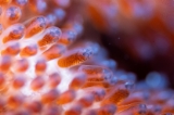 「クマノミ(Anemonefish)」のサムネイル画像