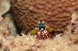 「モンハナジャコ」のサムネイル画像