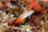 「ハタタテハゼ(Red fire Goby)」のサムネイル画像