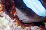 「クマノミ(Anemonefish)」のサムネイル画像