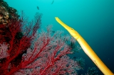 「ヘラヤガラ(Trumpetfish)」のサムネイル画像