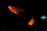 「アカフチリュウグウウミウシ(Dusky Nembrotha)」のサムネイル画像