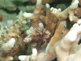 「ウミシダの仲間(sea feather)」のサムネイル画像
