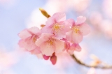 「カワヅザクラ(河津桜)」のサムネイル画像