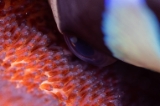 「クマノミ(Anemonefish)」のサムネイル画像