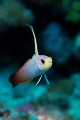 「ハタタテハゼ(Red fire Goby)」のサムネイル画像