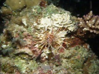 「ネッタイミノカサゴ(Spot-Fin Lionfish)」のサムネイル画像