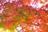 「無題」のサムネイル画像