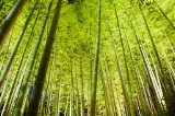 「無題」のサムネイル画像