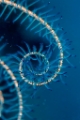 「ウミシダの仲間(sea feather)」のサムネイル画像