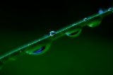 「植物の仲間」のサムネイル画像
