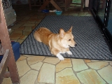 「ウェルシュ・コーギー・ペンブローク(Pembroke Welsh Corgi)」のサムネイル画像