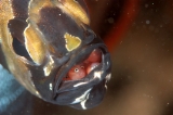 「アマノガワテンジクダイ(バンガイ・カーディナルフィッシュ,banggai cardinalfish)」のサムネイル画像