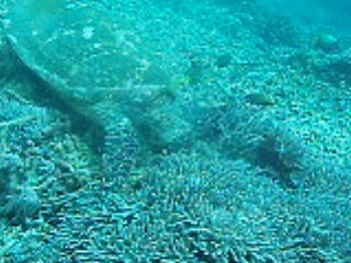 「アオウミガメ(Green turtle)」のサムネイル画像