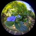 「ガクアジサイ(額紫陽花)」のサムネイル画像