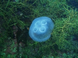 「ミズクラゲ(Moon Jelly)」のサムネイル画像