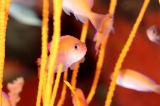「ケラマハナダイ(Stocky Anthias)」のサムネイル画像