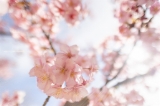 「カワヅザクラ(河津桜)」のサムネイル画像