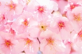 「カワヅザクラ(河津桜)」のサムネイル画像