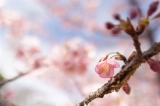 「カワヅザクラ(河津桜)」のサムネイル画像