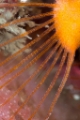 「クチバシカジカ(Grunt Sculpin)」のサムネイル画像