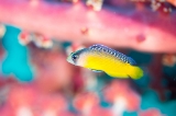 「Splendid dottyback(スプレンディッドドティーバック)」のサムネイル画像