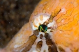 「クチバシカジカ(Grunt Sculpin)」のサムネイル画像
