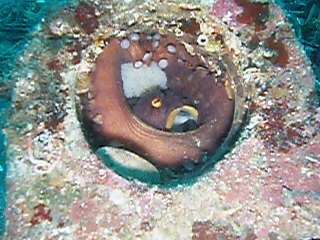 「マダコ」のサムネイル画像