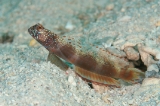 「metallic shrimp-goby(メタリックシュリンプゴビー)」のサムネイル画像