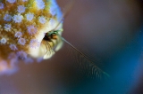 「カンザシヤドカリ(Coral Hermit Crab)」のサムネイル画像
