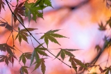 「無題」のサムネイル画像