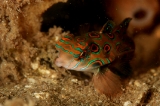 「ピクチャ－ドラゴネット(picture dragonet)」のサムネイル画像