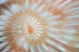 「イバラカンザシ(Christmas tree worm)」のサムネイル画像