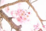 「ヨウコウザクラ(陽光桜)」のサムネイル画像