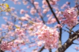 「カワヅザクラ(河津桜)」のサムネイル画像