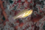 「キンセンイシモチ(Southern orange-lined cardinal fish)」のサムネイル画像
