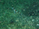 「何かの稚魚」のサムネイル画像