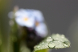 「ワスレナグサ(forget me not,わすれな草)」のサムネイル画像