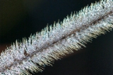 「植物の仲間」のサムネイル画像